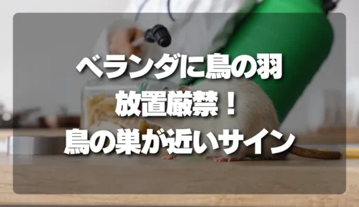 【放置厳禁】ベランダに鳥の羽が落ちていたら要注意！鳥の巣が近いサインと今すぐできる対処法