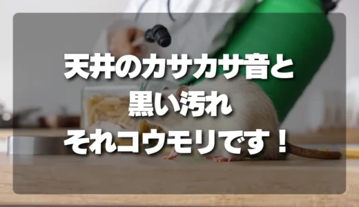 【警告】天井のカサカサ音と黒い汚れ、それコウモリです！危険度と今すぐ確認すべきこと