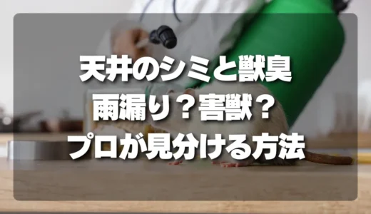 【確認】天井のシミと獣臭…雨漏り？害獣？プロが見分ける決定的なポイント