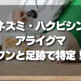【決定版】ネズミ、ハクビシン、アライグマの特定方法！フンと足跡で見分けるプロのコツ