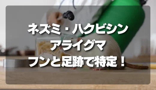 【決定版】ネズミ、ハクビシン、アライグマの特定方法！フンと足跡で見分けるプロのコツ