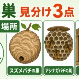 蜂の巣の見分け方を形・巣穴・場所で示す比較サムネイル