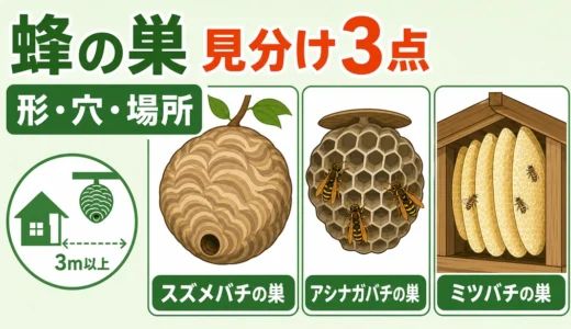 蜂の巣の見分け方｜スズメバチ・アシナガバチ・ミツバチの危険度