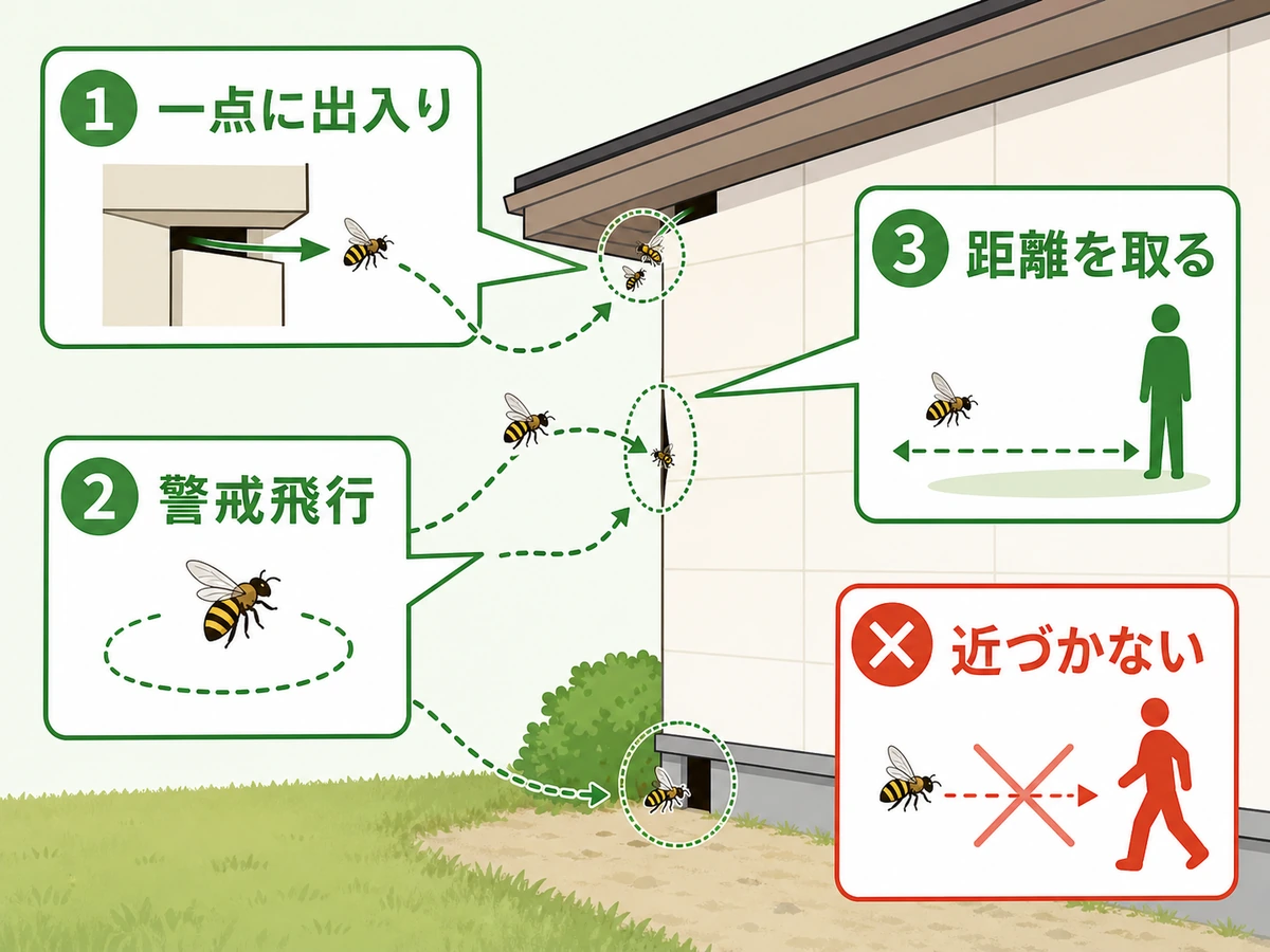 蜂が一点に出入りするときの警戒飛行と距離を取る確認フロー