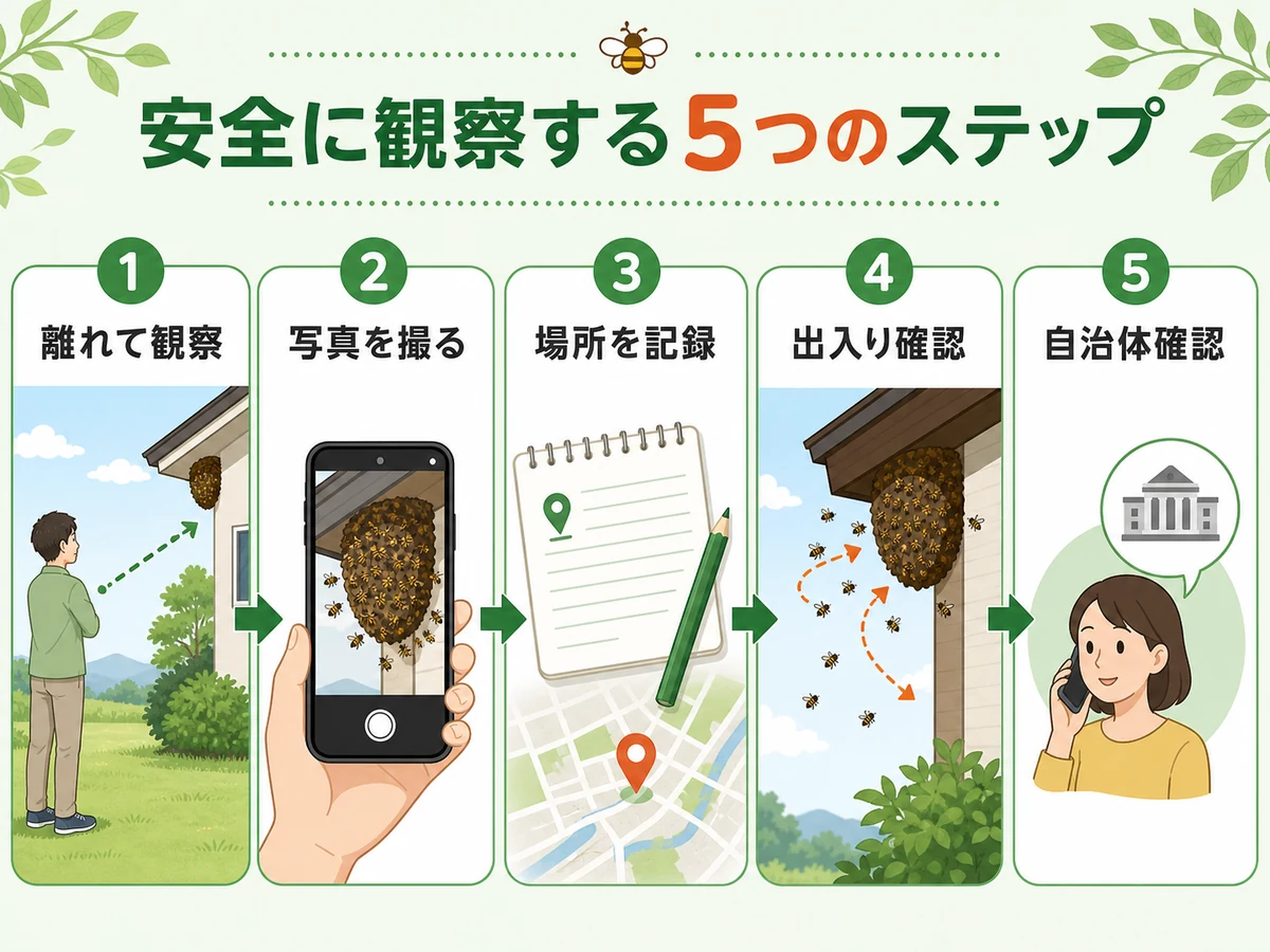 蜂の巣を離れて観察し写真や場所を記録して自治体確認へ進む安全な確認順の図解