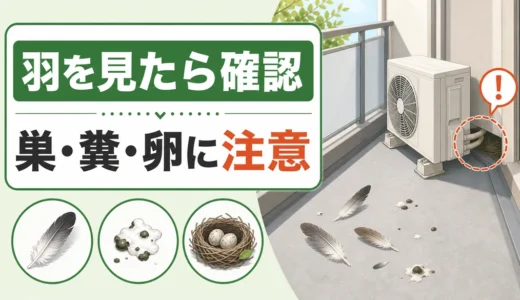 ベランダに鳥の羽が落ちていたら｜巣のサインと安全な対処順