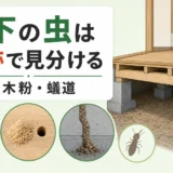 床下にいる虫は羽・木粉・蟻道などの痕跡で見分ける