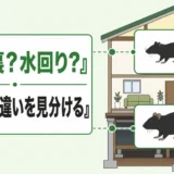 天井裏と水回りを手掛かりにクマネズミとドブネズミの違いを見分ける図