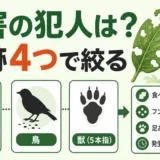 庭の食害の犯人を虫・鳥・中型獣の痕跡から絞る記事のサムネイル