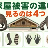 ハクビシンとアライグマの家屋被害を4つの手がかりで比較する図