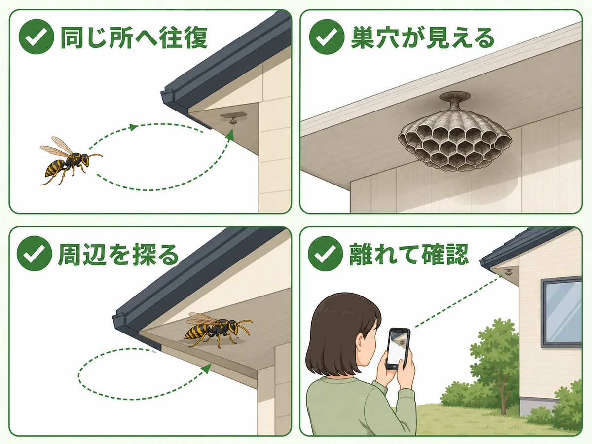 アシナガバチの初期巣を離れて確認する3つのサイン