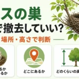 カラスの巣を自分で撤去してよいかを卵・場所・高さで判断するサムネイル