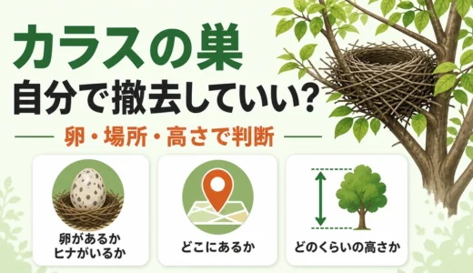 カラスの巣を自分で撤去すると違法？卵・ヒナと場所別の判断基準