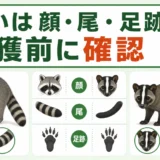 アライグマとハクビシンの顔・尾・足跡の違いと捕獲前の確認を示すイラスト